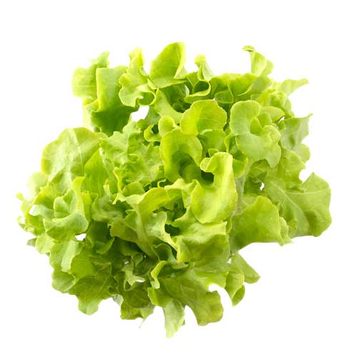 Kopfsalat